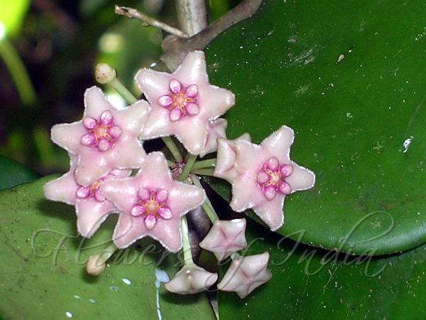 Mangrove Wax Plant